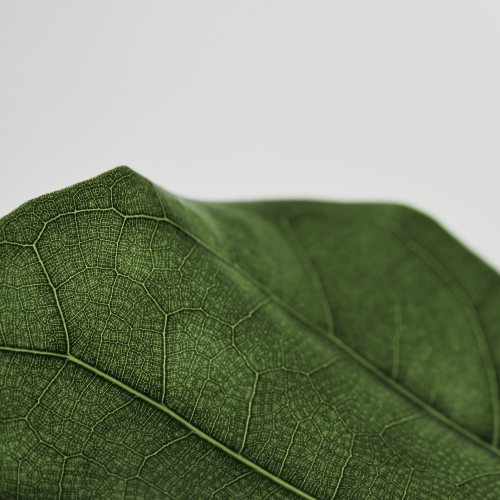 Sustainability